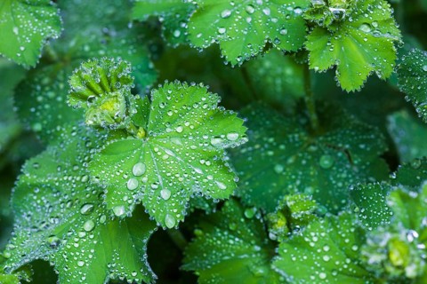 Lady's Mantle (Alchemilla vulgaris)