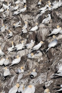Northern Gannet (Morus bassanus) colony