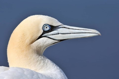 Northern Gannet (Morus bassanus)