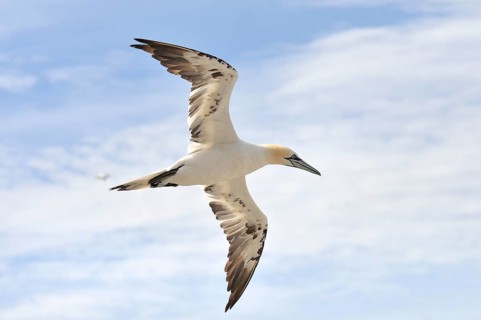 Northern Gannet (Morus bassanus) in flight