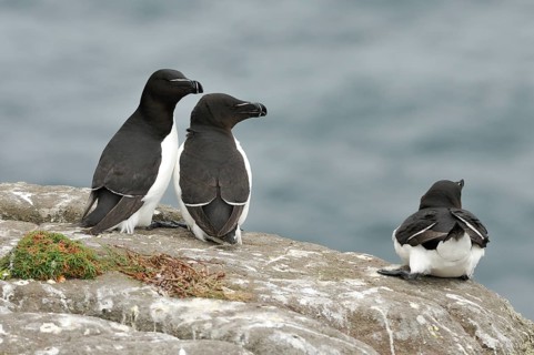 Young Razorbills (Alca torda) on a cliff above the sea