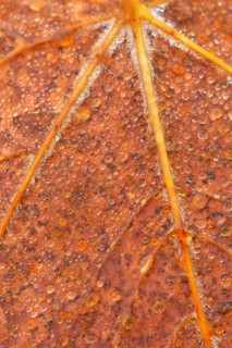 Autumn leaf with dew drops