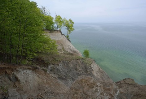Trees growing on the steep coast with chalk cliffs