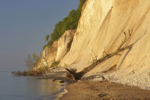 Steep coast with chalk cliffs in Jasmund National Park at sunrise
