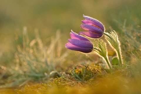 Common Pasque Flower or Dane's Blood (Pulsatilla vulgaris)