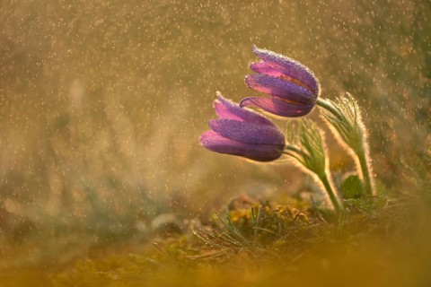 Common Pasque Flower or Dane's Blood (Pulsatilla vulgaris) in drizzling rain