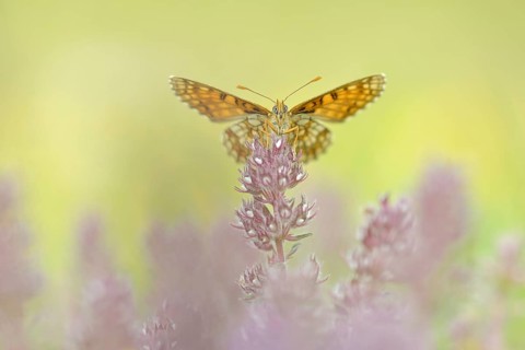 Heath Fritillary (Melitaea athalia)