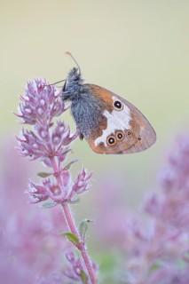 Pearly Heath (Coenonympha arcania)