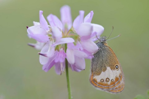 Pearly Heath (Coenonympha arcania)