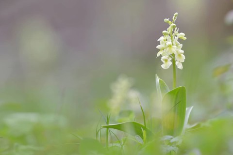 Pale-flowered Orchid (Orchis pallens)