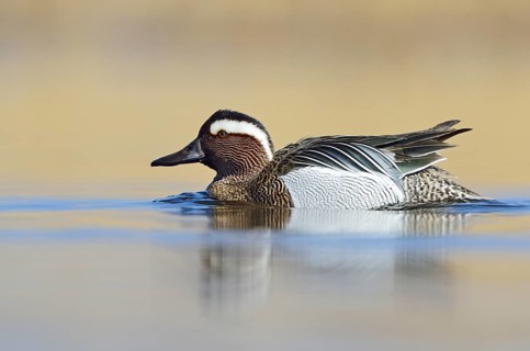 Garganey duck (Anas querquedula)