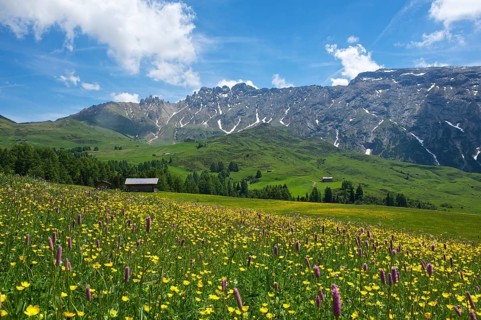 Blooming alpine meadows looking towards the Denti di Terrarossa mountains