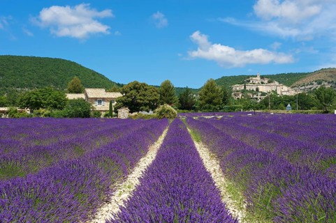 View over a lavender field towards the village