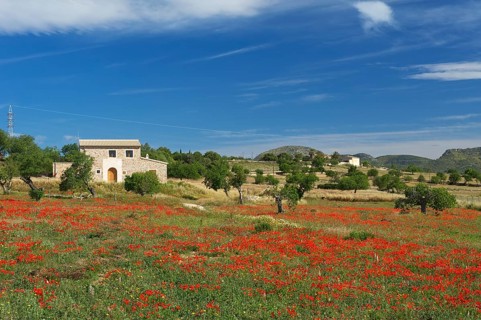 Flowering poppy meadow
