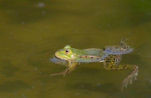 Edible frog