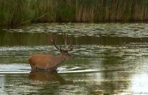 Red deer (Cervus elaphus)