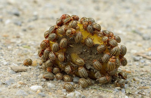 Colorado potato beetle