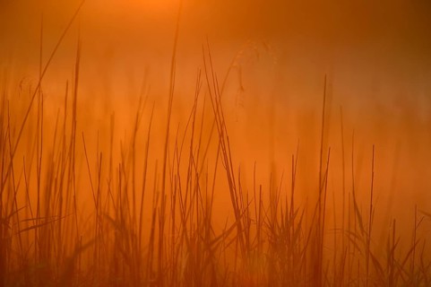 Grass in the morning light