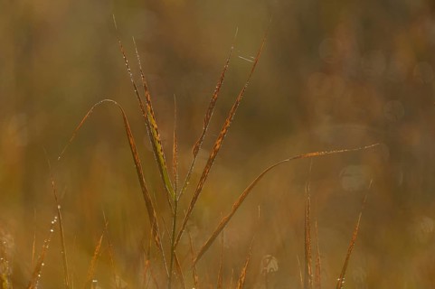 Reeds with morning dew