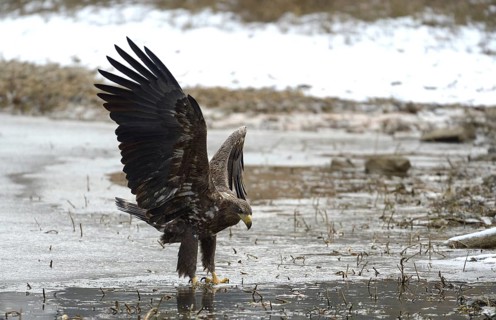 White-tailed Eagle or Sea Eagle (Haliaeetus albicilla)