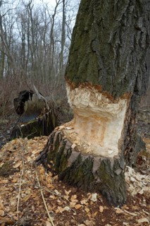 Beaver damage