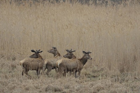 Red Deer (Cervus elaphus)