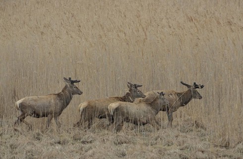 Red Deer (Cervus elaphus)