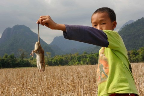 Laotian boy holding a rat by its tail