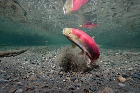 Sockeye Salmon