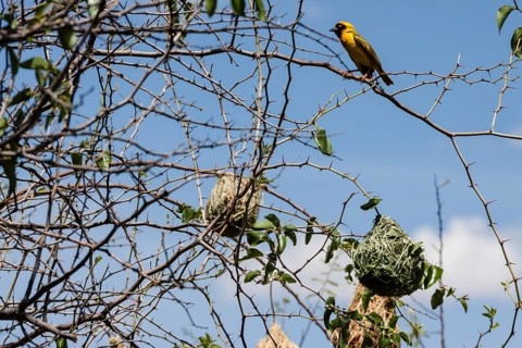 Weaver Bird