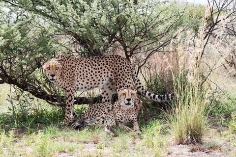 Two cheetahs (Acinonyx jubatus) under a bush
