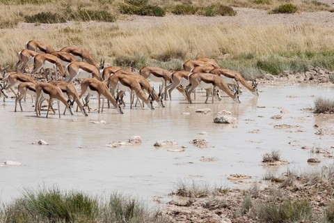 Springboks (Antidorcas marsupialis)