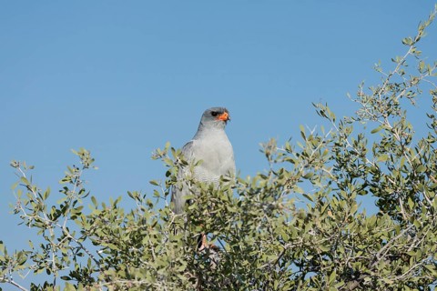 Gabar Goshawk (Melierax gabar)