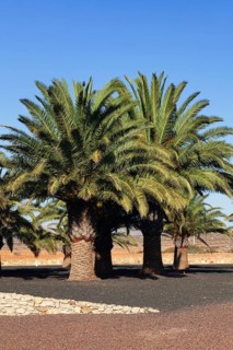 Palm trees in the lava gardens of the Centro de Artesania Molino de Antigua open-air museum