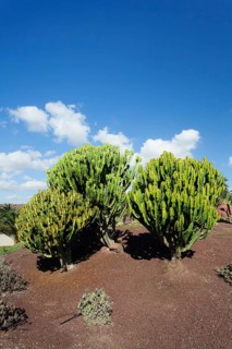 Plants of the Spurge family (Euphorbiaceae)