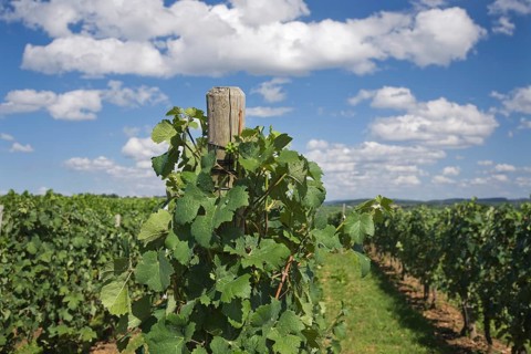 Grapevines in a vineyard
