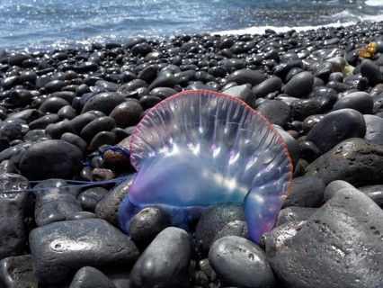 Portuguese Man-Of-War (Physalia physalis) lying on the beach