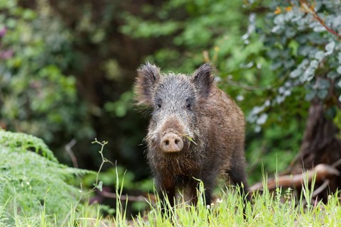 Wild Boar (Sus scrofa)