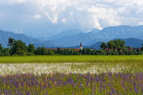 Flower meadow