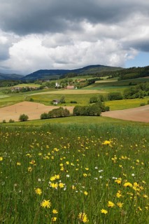Cultivated landscape with a flower meadow