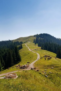 Hoernlealm alpine pasture