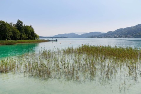 Reeds on the shore of Lake Woerthersee