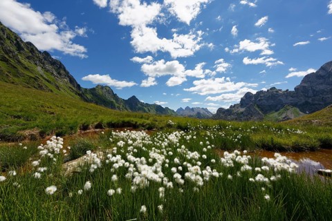 Pond with cotton grass