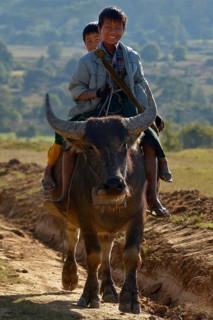 Two boys seated on the back of a water buffalo on the road between Kalaw and Nyaungshwe