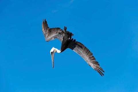 Brown Pelican (Pelecanus occidentalis) in flight