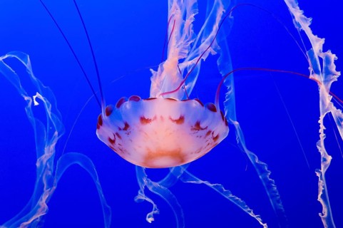 Purple-striped jelly or jellyfish (Chrysaora colorata)