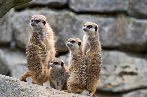 Meerkats (Suricata suricatta)