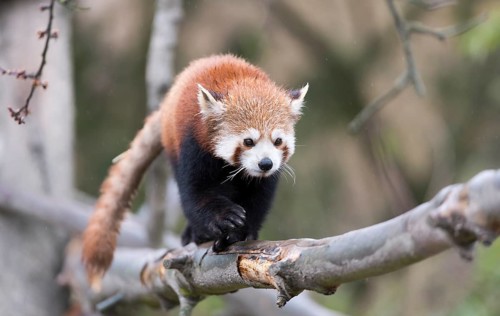 Red Panda (Ailurus fulgens) climbing on a branch