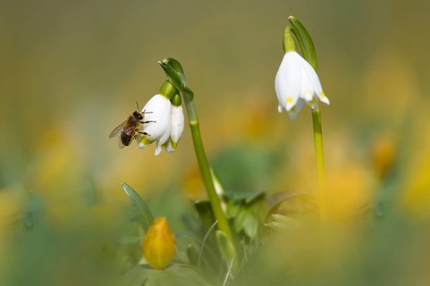 Spring Snowflake