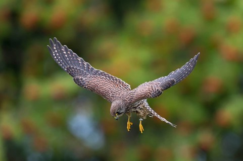 Common Kestrel (Falco tinnunculus)